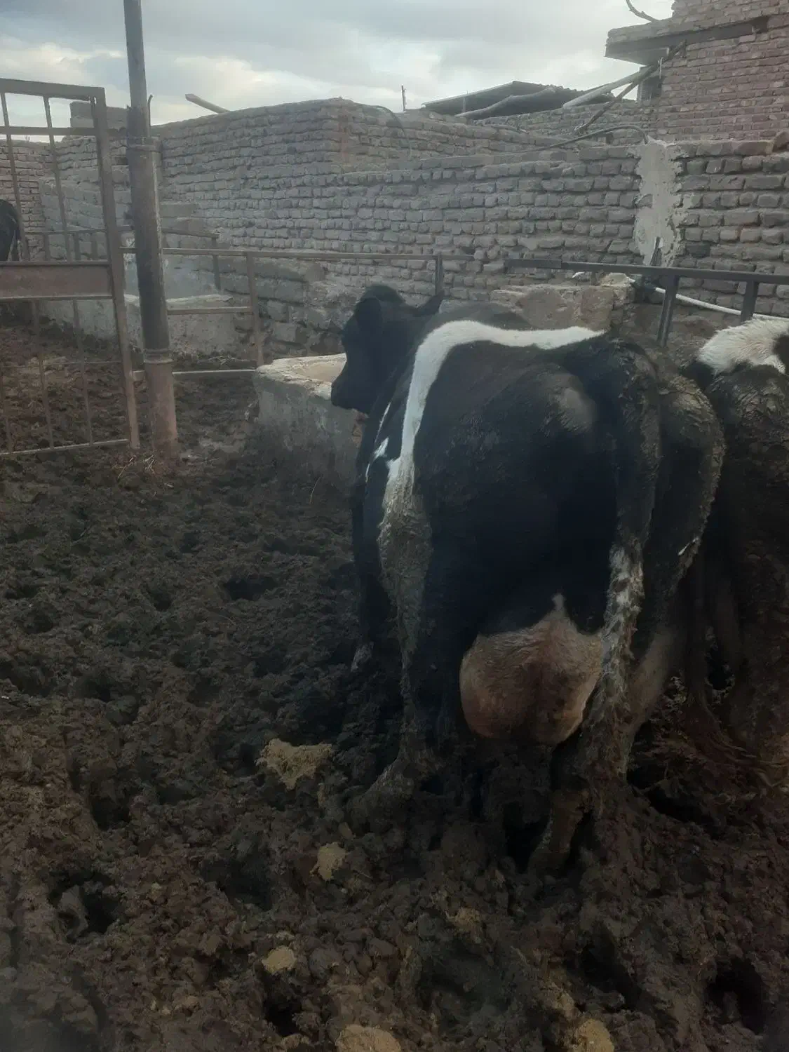 گاو|حیوانات مزرعه|زاهدان, |دیوار