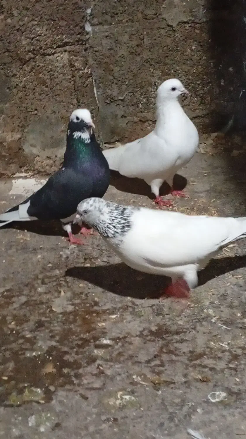 کبوتر یاکفتر|پرنده|رشت, حافظ آباد|دیوار