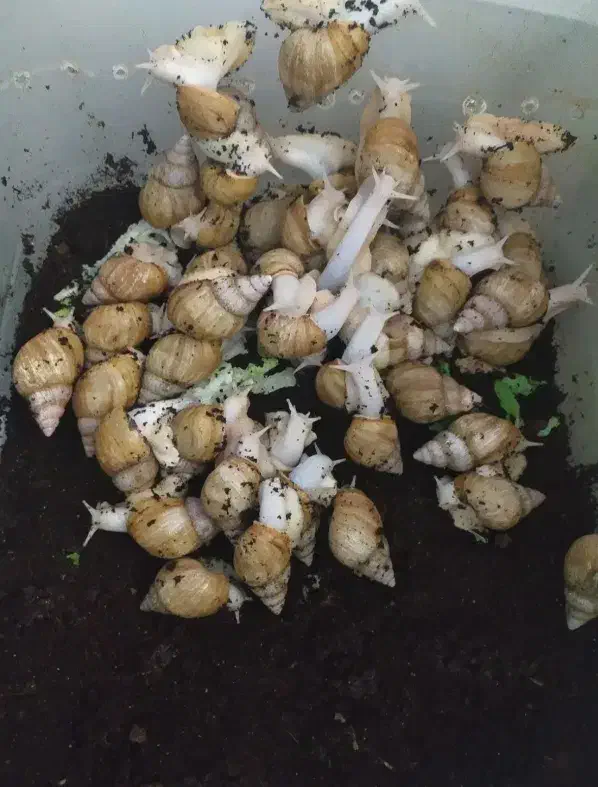 حلزون|خزنده|میناب, |دیوار