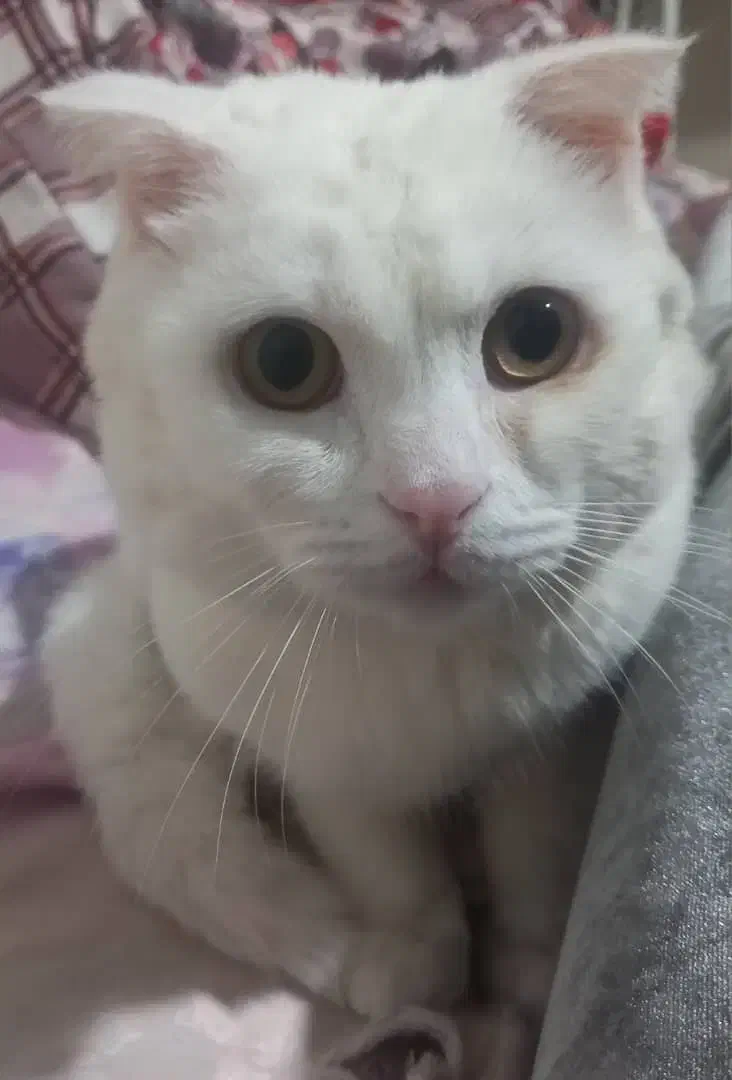 واگذاری گربه اسکاتیش بریتیش|گربه|قدس, شهرقدس|دیوار