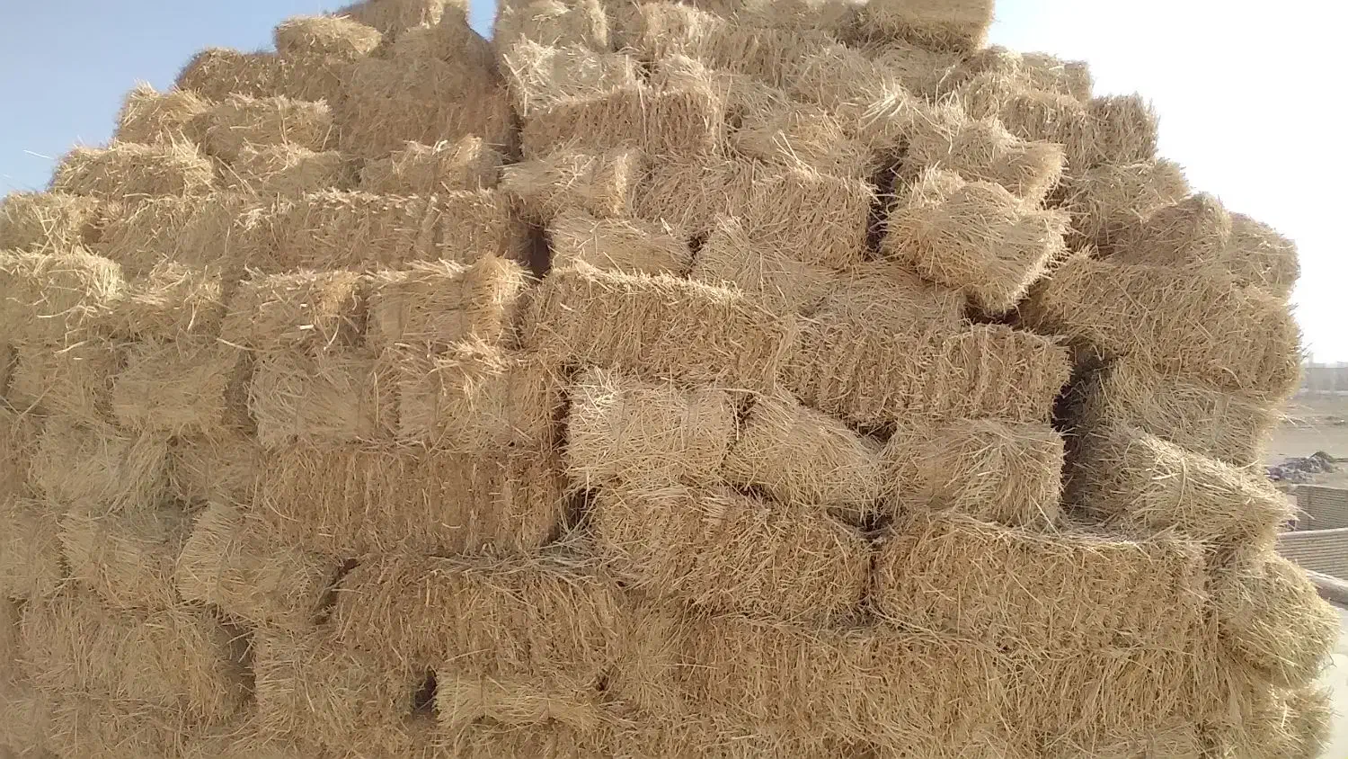 فروش۳۹۵ بسته پرس یونجه پشدوره|خدمات باغبانی و درختکاری|سراب, |دیوار