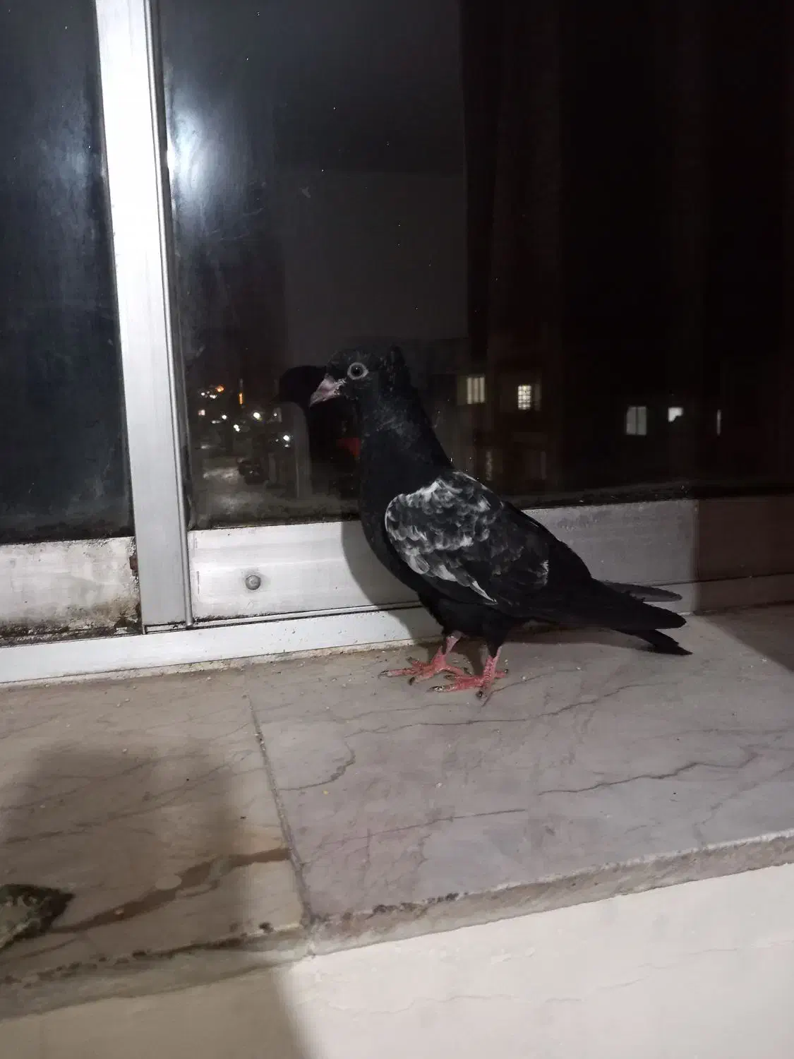 کبوتر|حیوانات|بجنورد, |دیوار