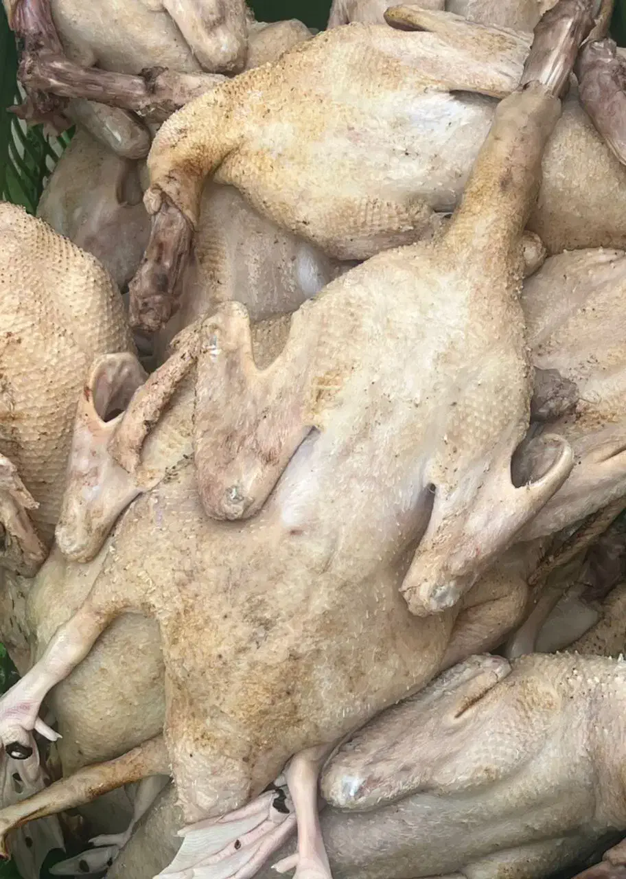 فروش اردک ومرغ محلی وبوقلمون|حیوانات مزرعه|آستارا, |دیوار