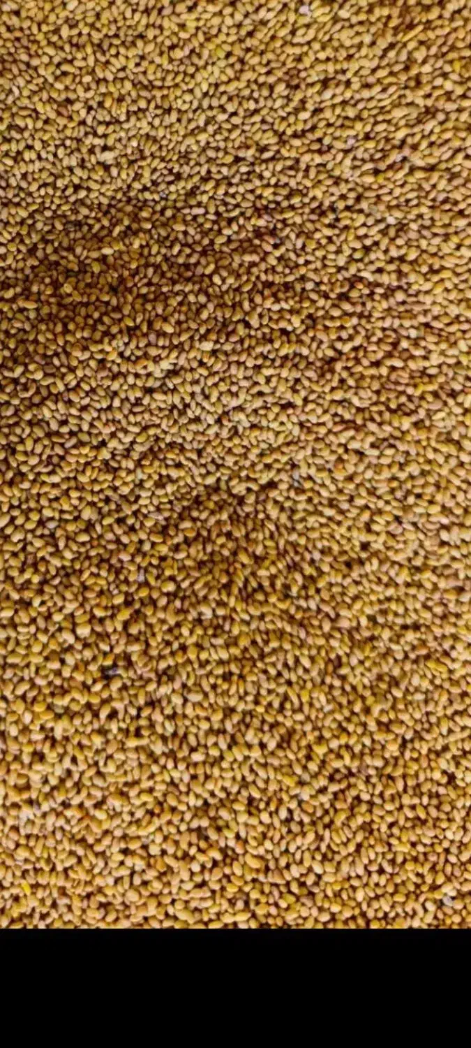 بذر یونجه محلی قارقلوق|گل و گیاه طبیعی|پلدشت, |دیوار