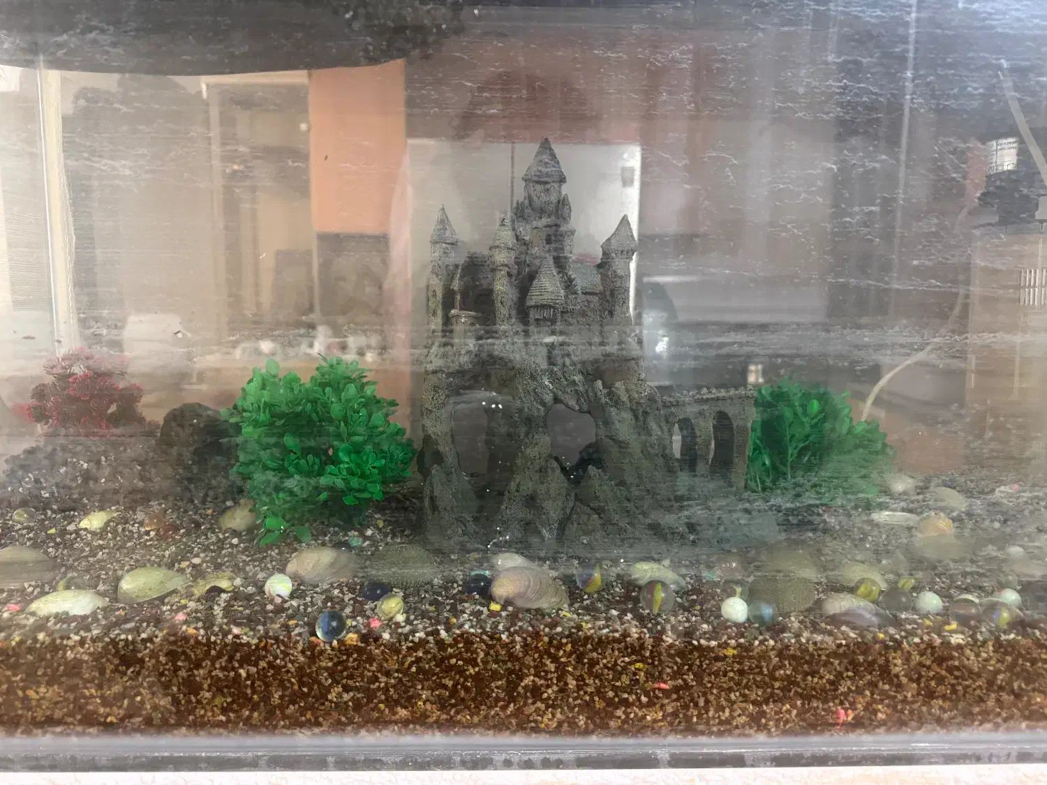 اکواریوم|ماهی|کرمان, |دیوار