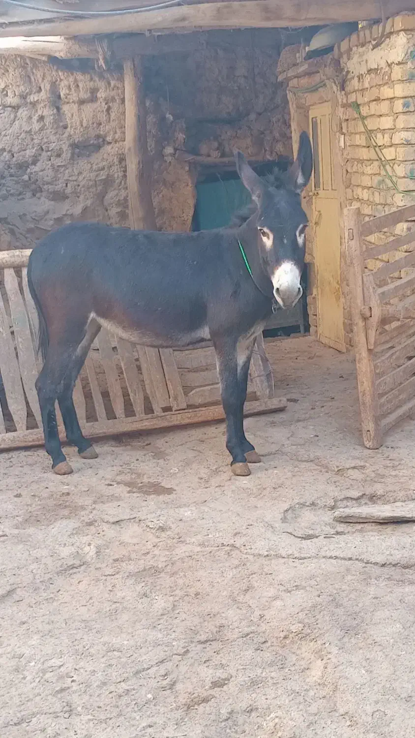 دوعدد الاغ نر و ماده جوان|حیوانات مزرعه|قره چای, |دیوار