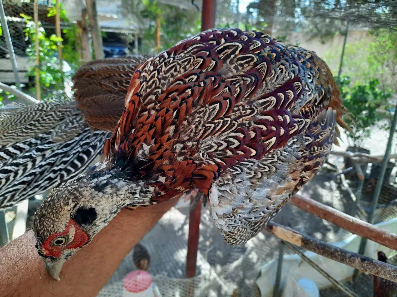 پرنده امریکایی و طاووس زینتی بلژیکی|پرنده|تهران, صادقیه|دیوار