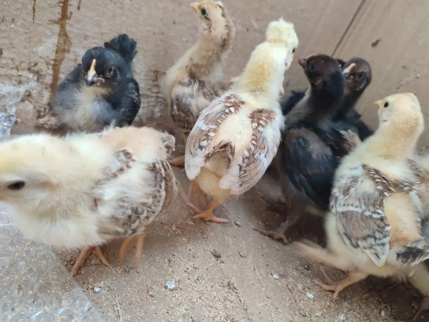 جوجه محلی کاکلی یک ماهه|حیوانات مزرعه|سیاهکل, |دیوار