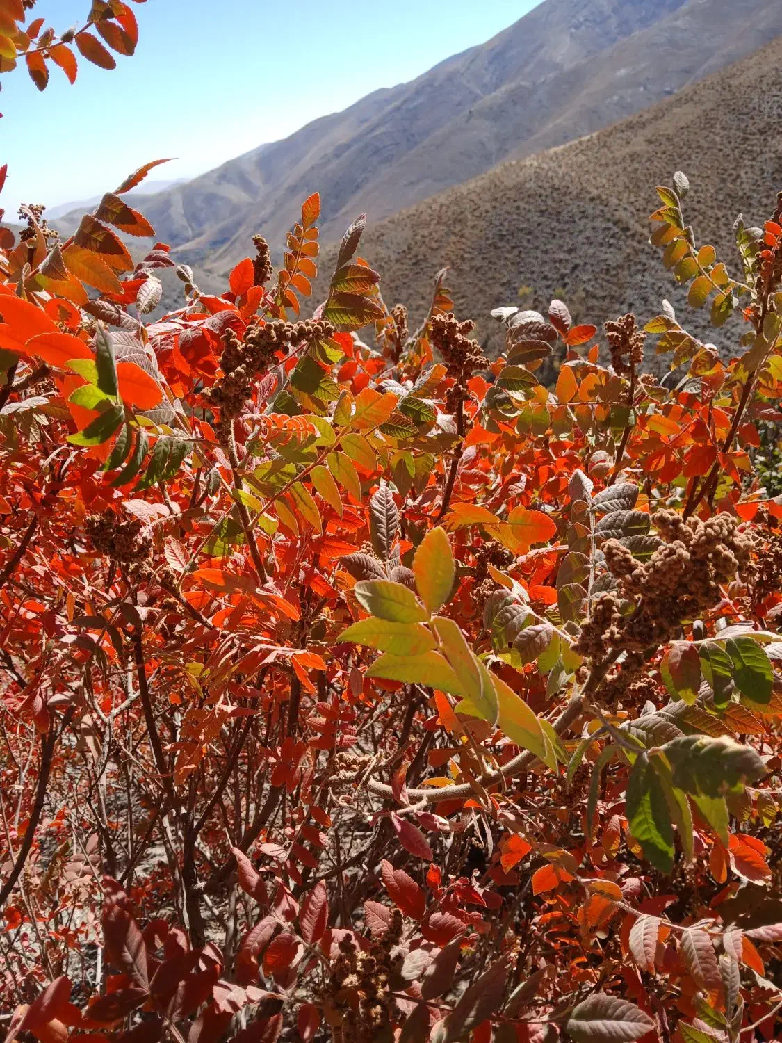 سماغ طبیعی ترش و پرخاصیت از دل کوهستان|عمده‌فروشی|طرقبه, |دیوار