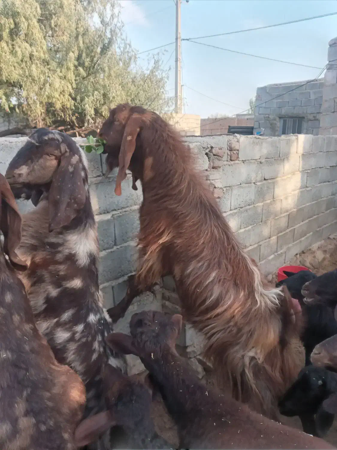 بز نر اصل پاکستانی دو ساله بهترین نژاد واسه تخمی|حیوانات مزرعه|تبریز, |دیوار