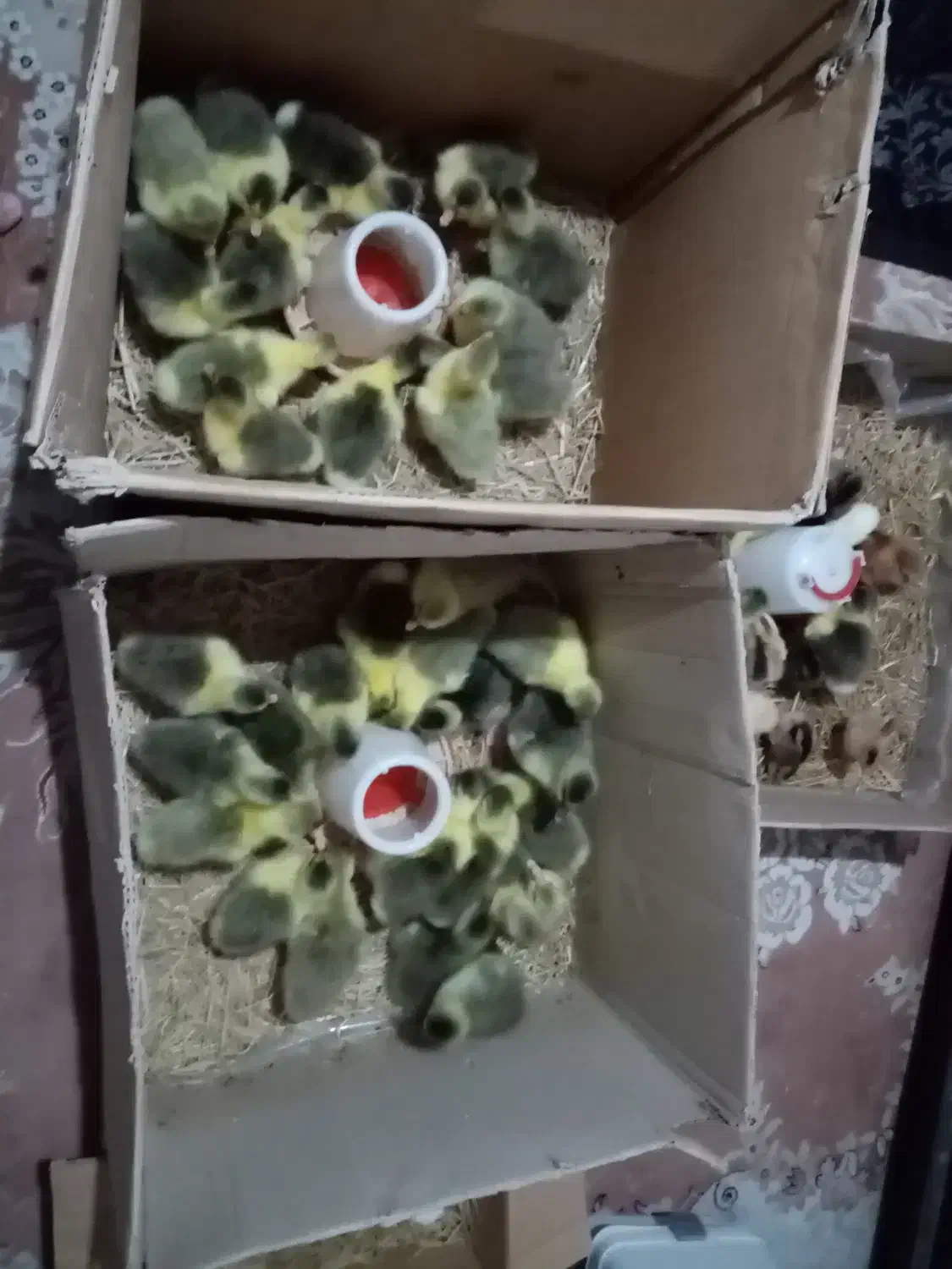 فروش جوجه غاز 7الی 10 روزه، وتخم غاز و. ‌.. شریکی|حیوانات مزرعه|قائم‌شهر, |دیوار