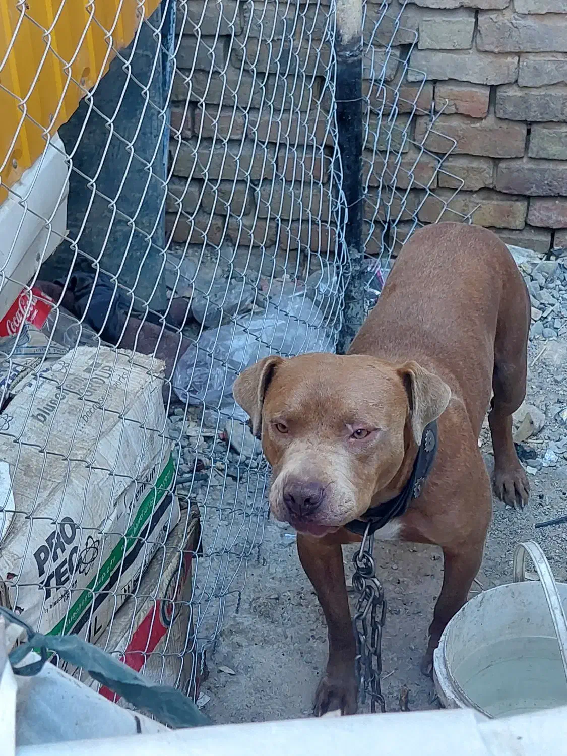 پیتبول نر ۸ ماه|سگ|ری, دولت‌آباد|دیوار