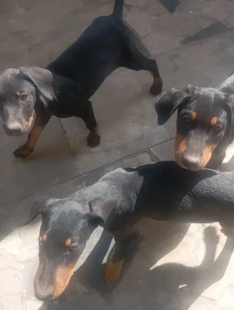دو قلاده سگ نر نژاد دوبرمن|سگ|تهران, آجودانیه|دیوار