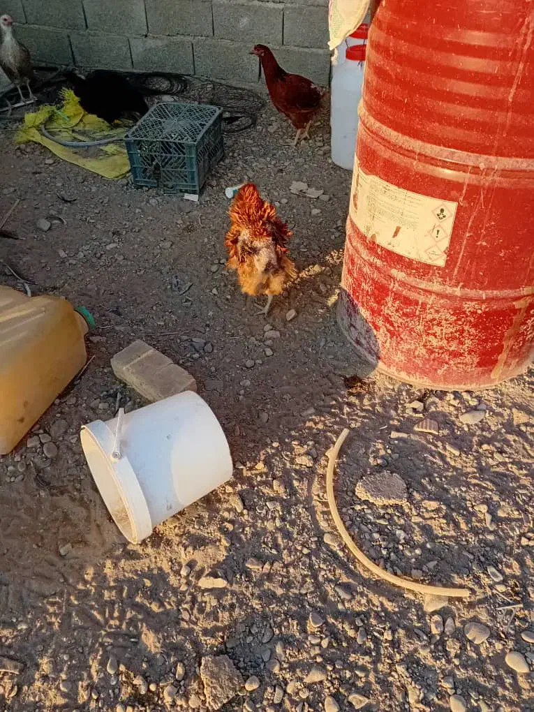 مرغ خروس گلپایگان|حیوانات مزرعه|هشتگرد, شهرک راه آهن|دیوار