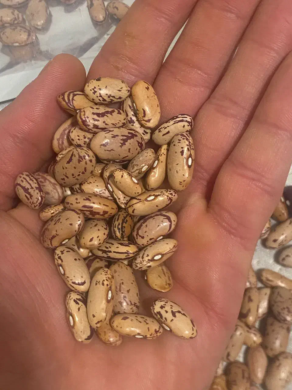لوبیا چیتی خارجی(ازبکی)|خوردنی و آشامیدنی|شیراز, طلاب|دیوار