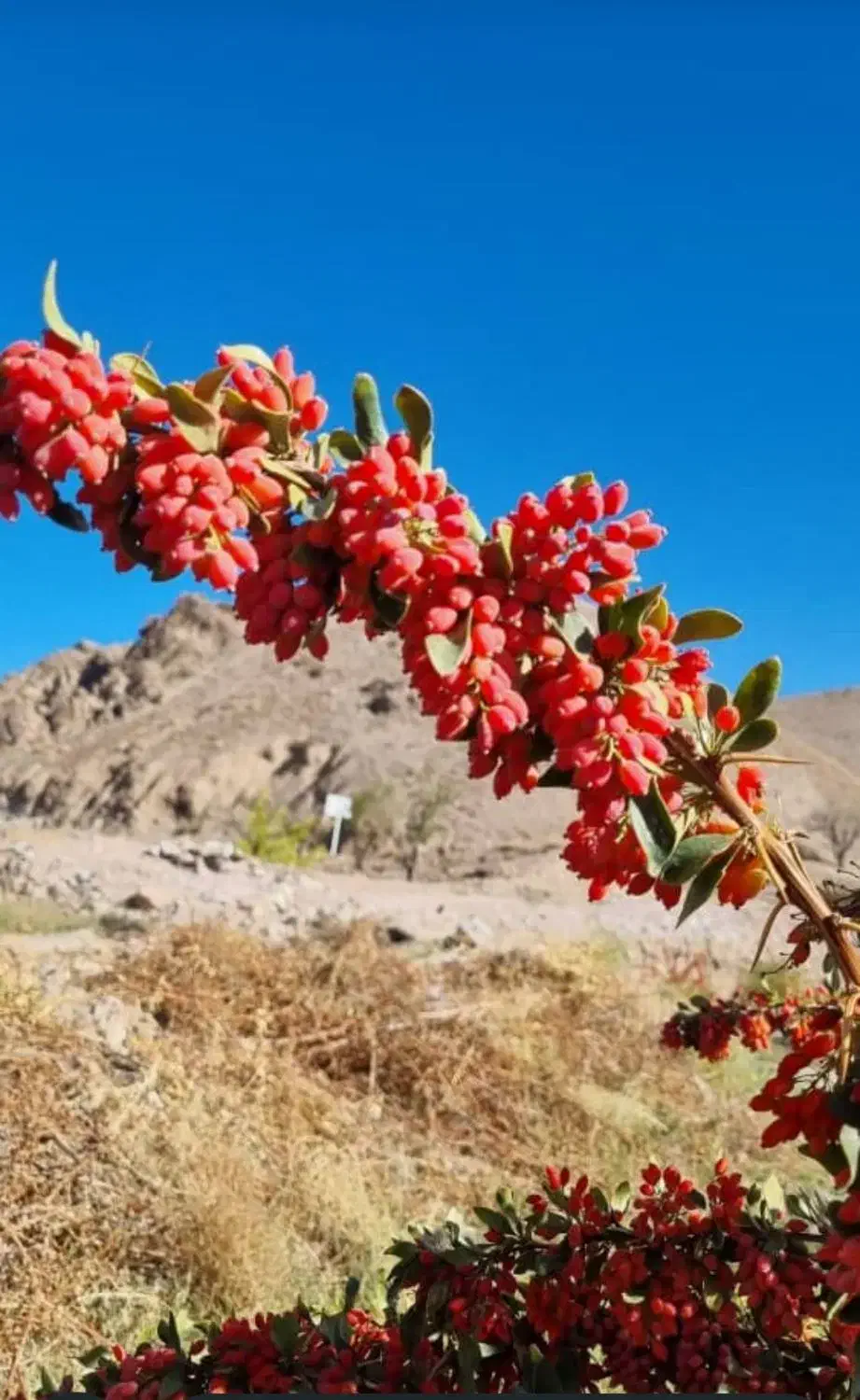 برنج کامفیروزی. زرشک|خوردنی و آشامیدنی|شیراز, شهرک گلها|دیوار