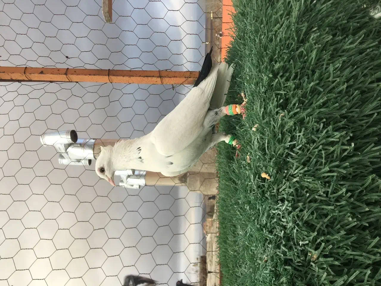 دم سیاه|حیوانات|شیروان (خراسان), |دیوار