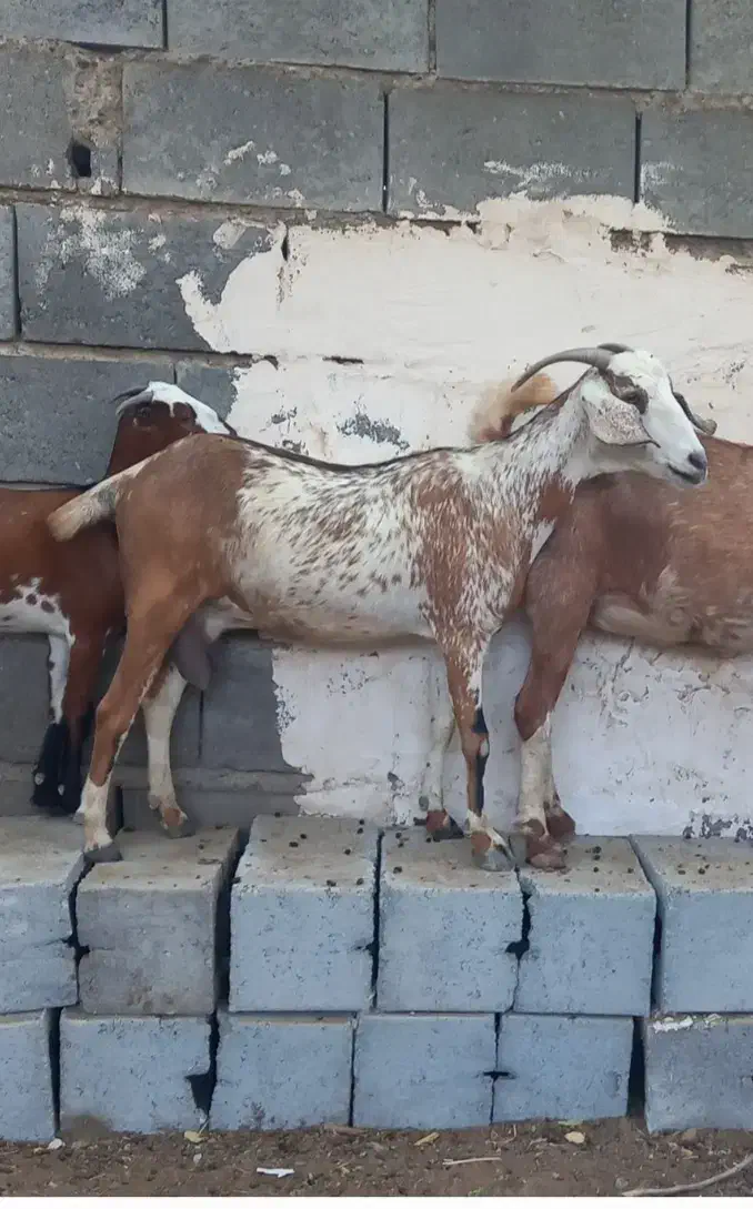 بز صلاله اصلی|حیوانات مزرعه|میناب, |دیوار