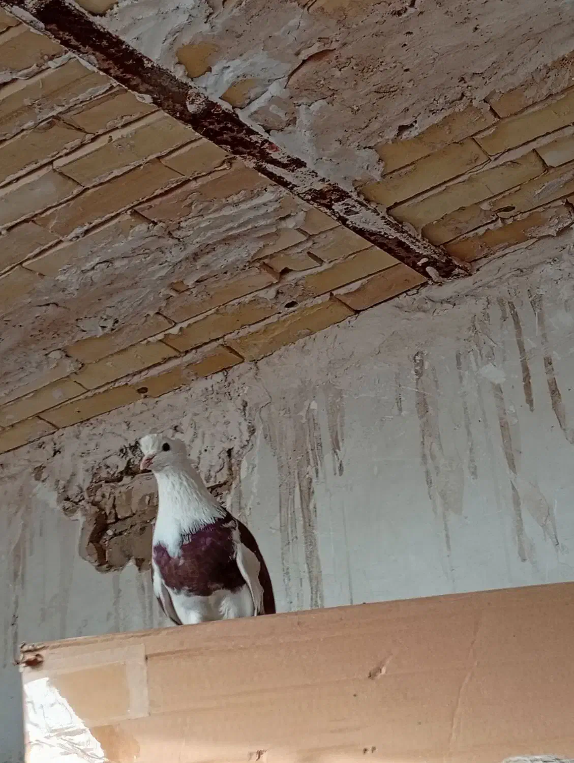 کبوتر  نرپشت تهرونی|پرنده|مشهد, ایثار|دیوار