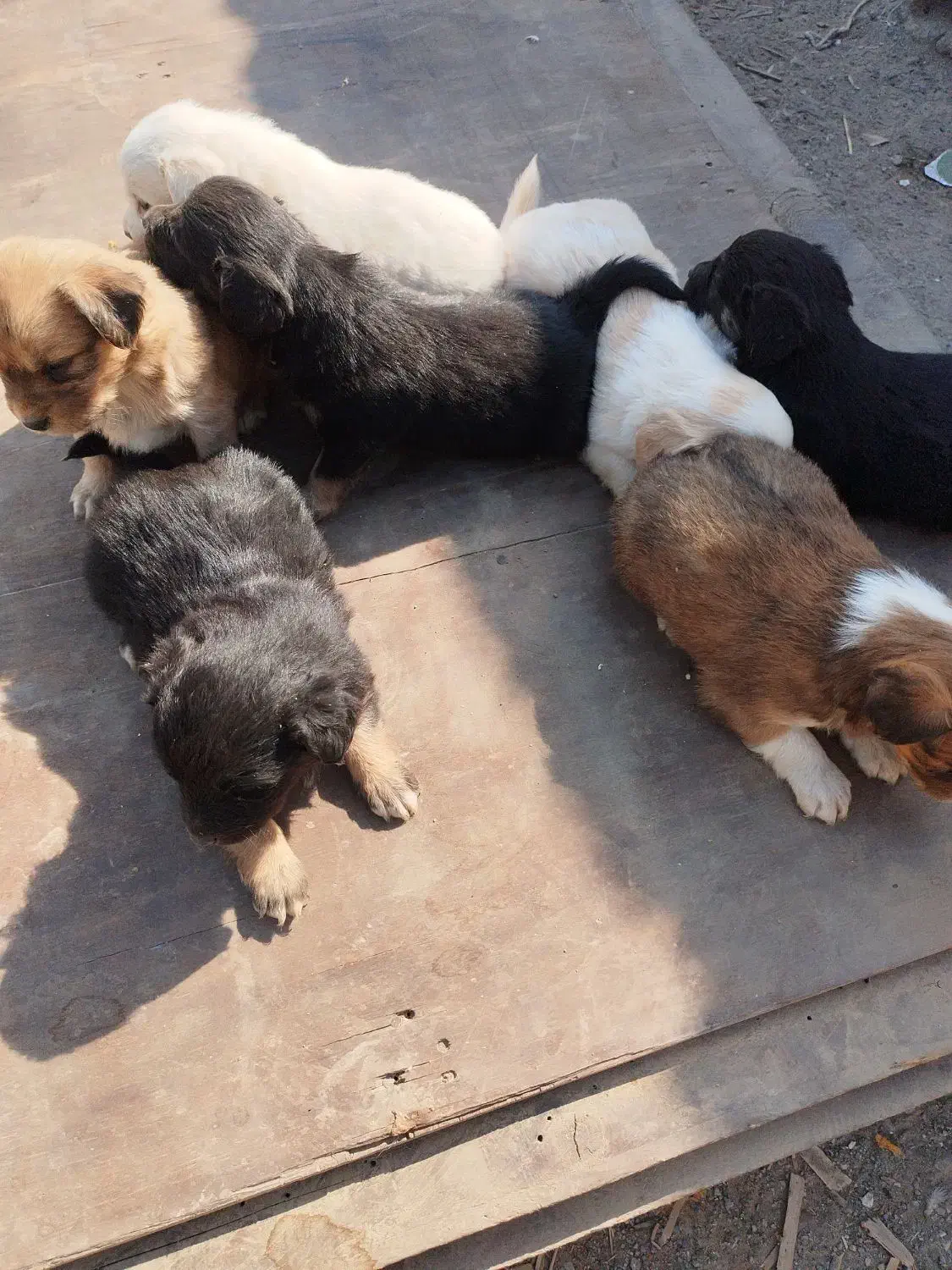 سلام به  عزیز تعداد هفت توله سگ به فروش میرسد|سگ|قدس, شهر‌قدس|دیوار