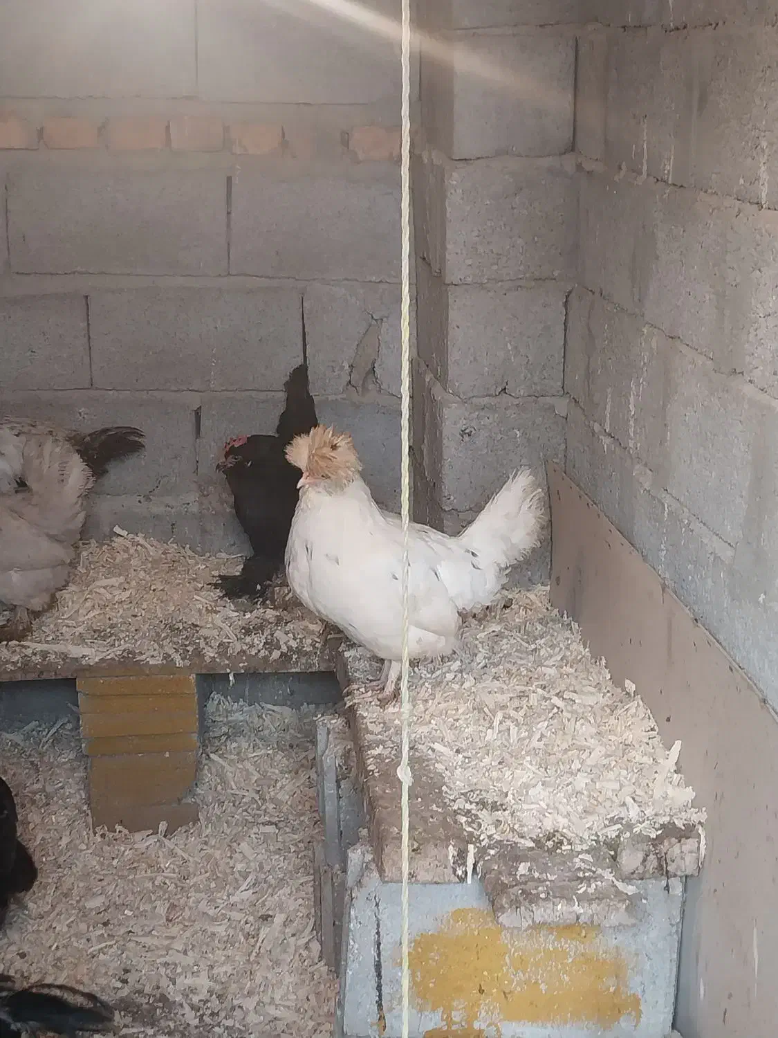 مرغ مرندی ،محلی ، لهستانی|حیوانات مزرعه|صوفیان, |دیوار