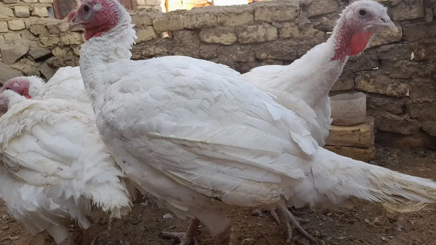 بوقلمون|حیوانات مزرعه|خنجین, |دیوار