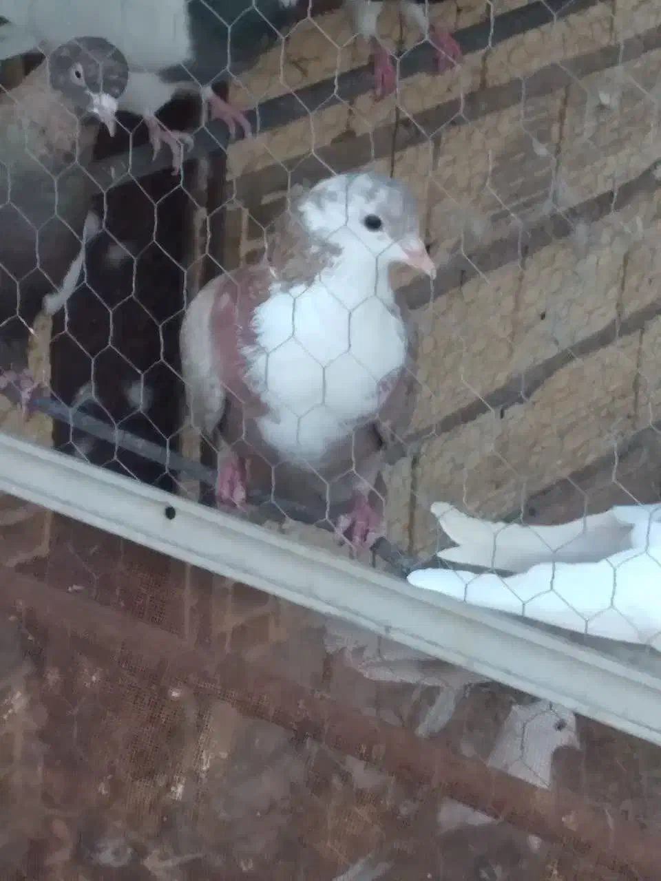 لایه سیندق ماده|پرنده|رفسنجان, |دیوار