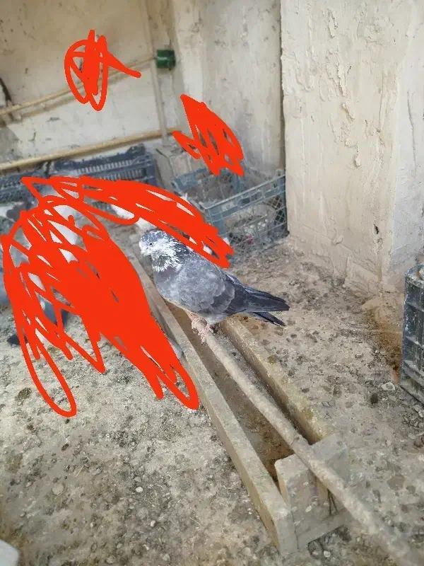 کلاغی|پرنده|معصومیه, |دیوار