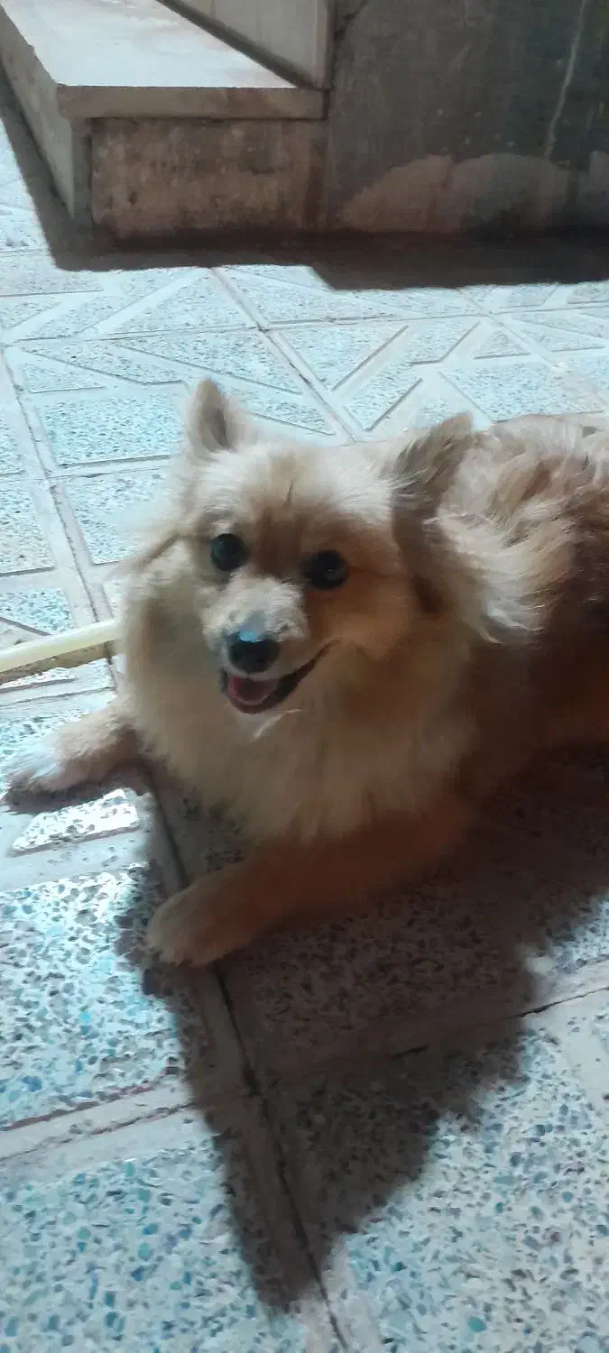 سگ برای جفت گیری|سگ|بم, |دیوار