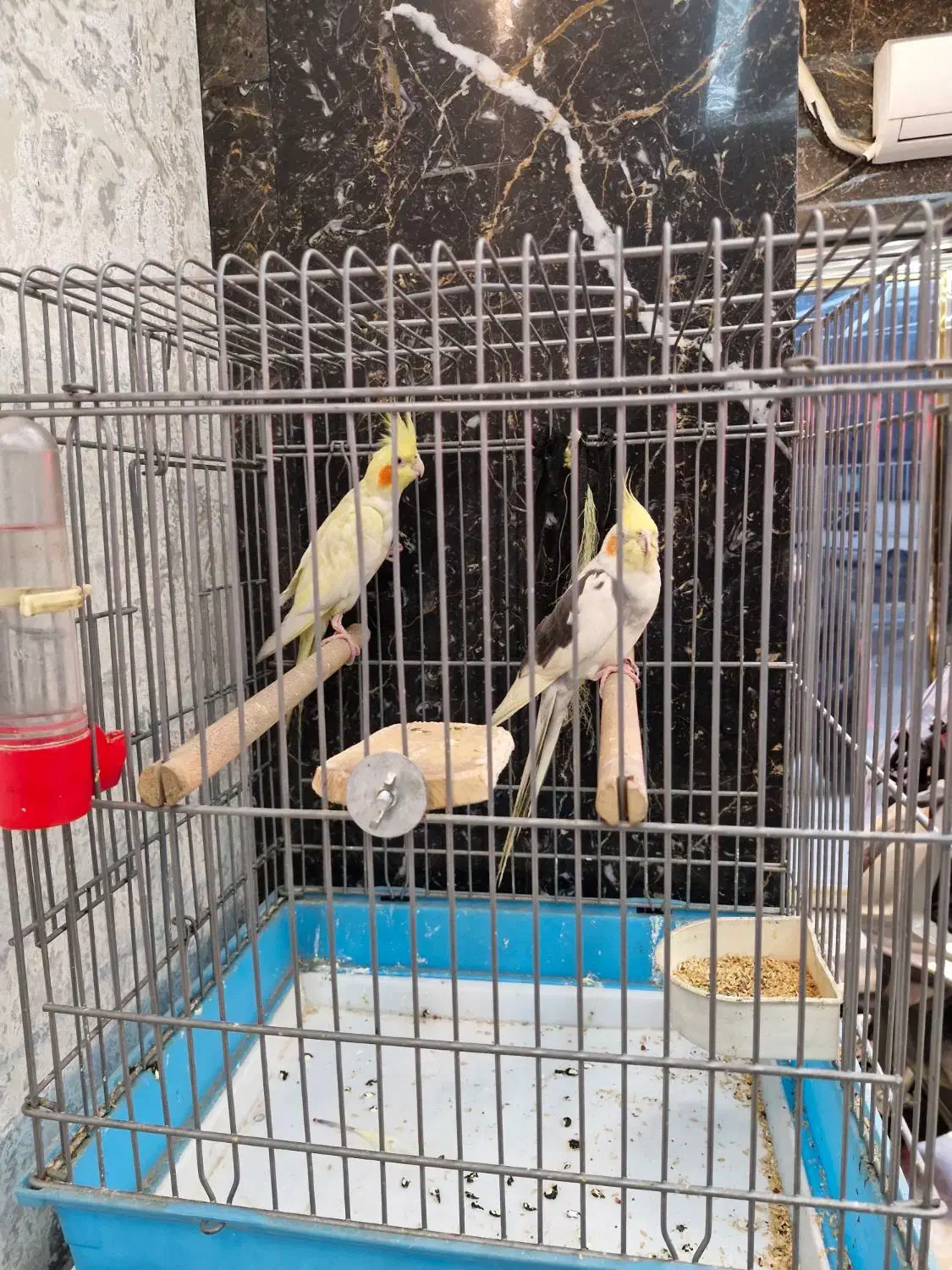 عروس هلندی|پرنده|ری, شهادت|دیوار