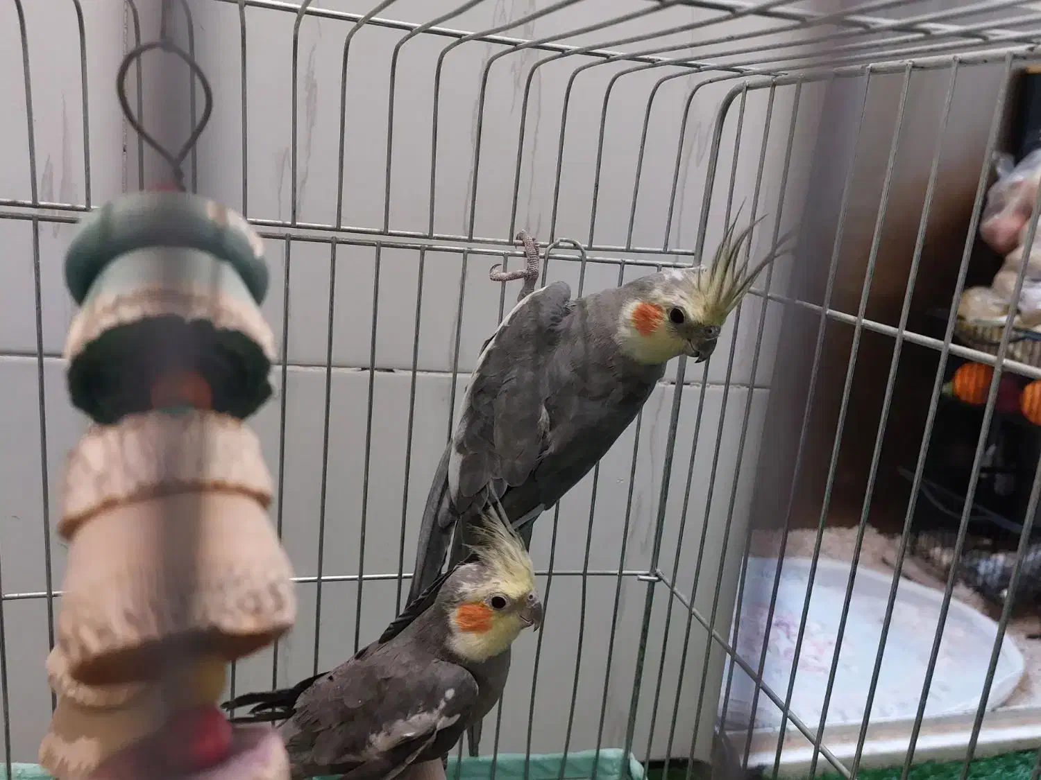 یک جفت عروس هلندی نر|پرنده|پاکدشت, پاکدشت (مامازند)|دیوار