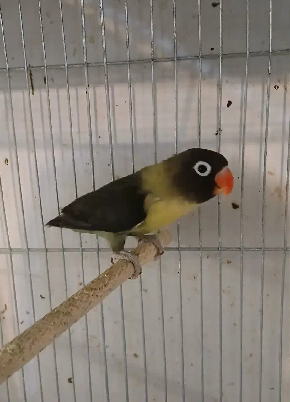 جفت کوتوله‌ مولد یووینگ و یقه زرد ماسکت با جوجه|پرنده|قم, مهر آباد|دیوار