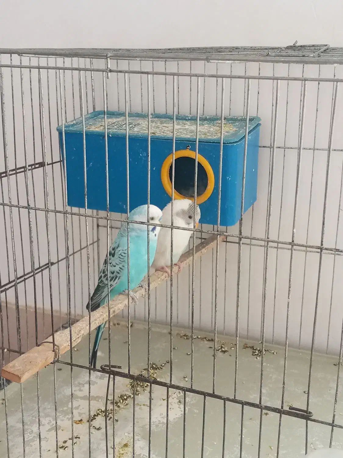 مرغ عشق|پرنده|بانه, |دیوار