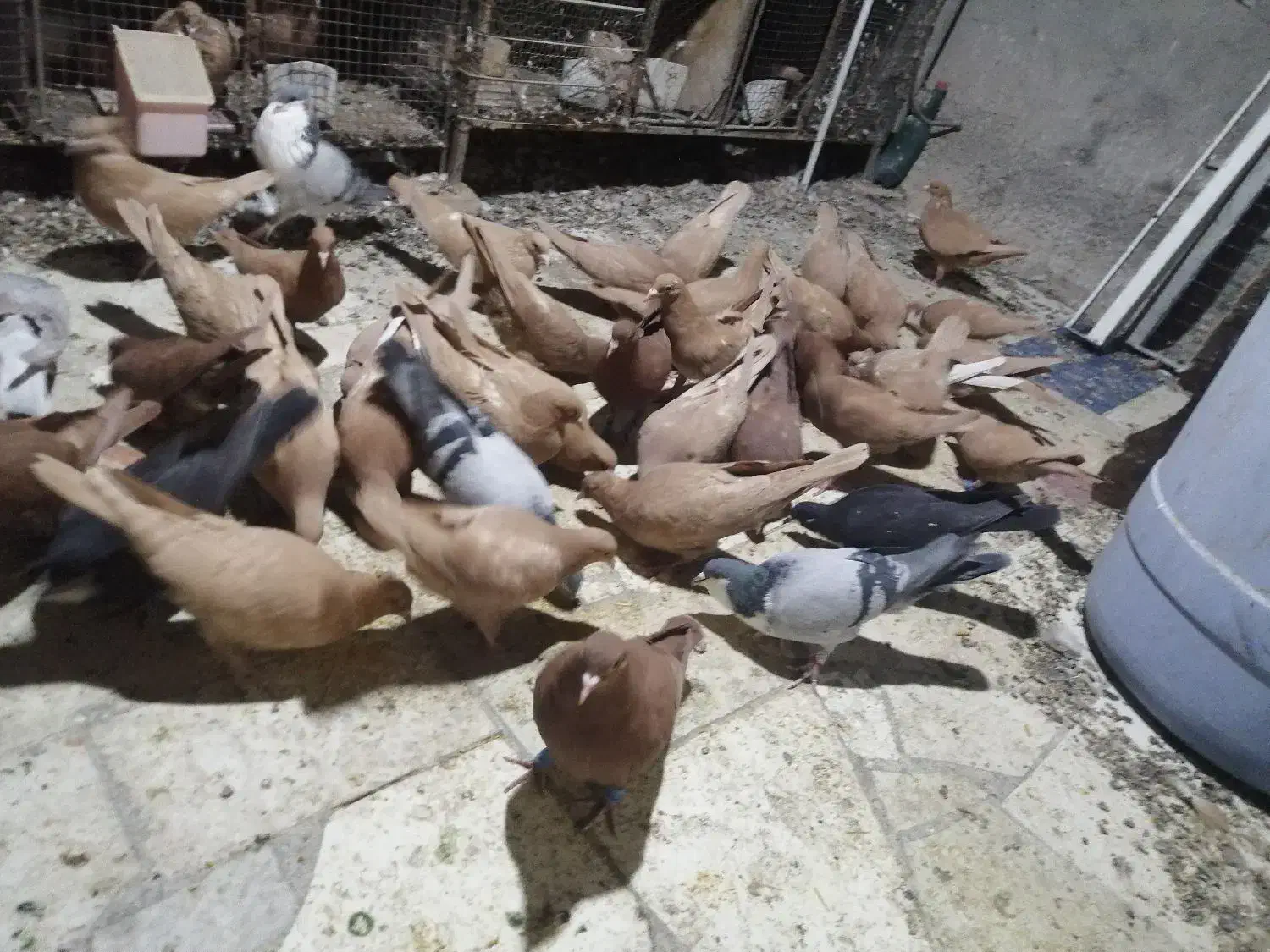 حیون جفتی و پرشی|پرنده|تربتحیدریه, رجایی|دیوار