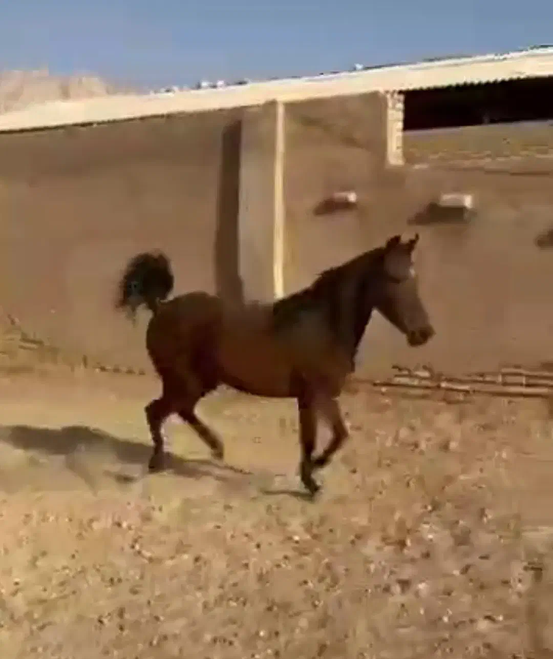 اسب|اسب و تجهیزات اسبسواری|جم, |دیوار