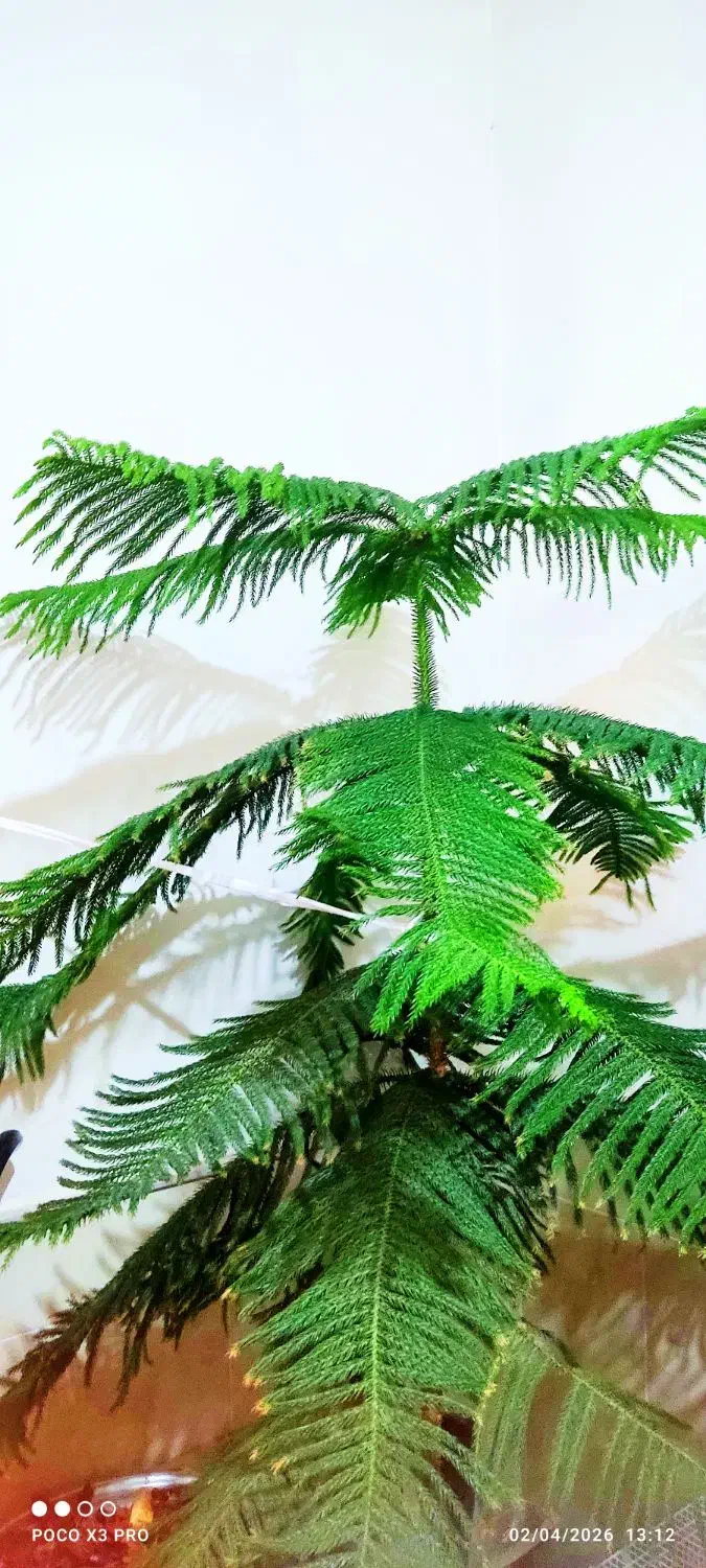 گل کاج|گل و گیاه طبیعی|نیشابور, گنبد سبز|دیوار