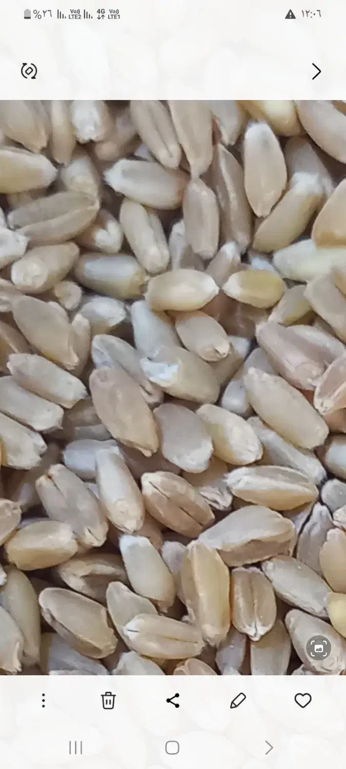 گندم (ذهب صافی)|خدمات باغبانی و درختکاری|سوسنگرد, |دیوار