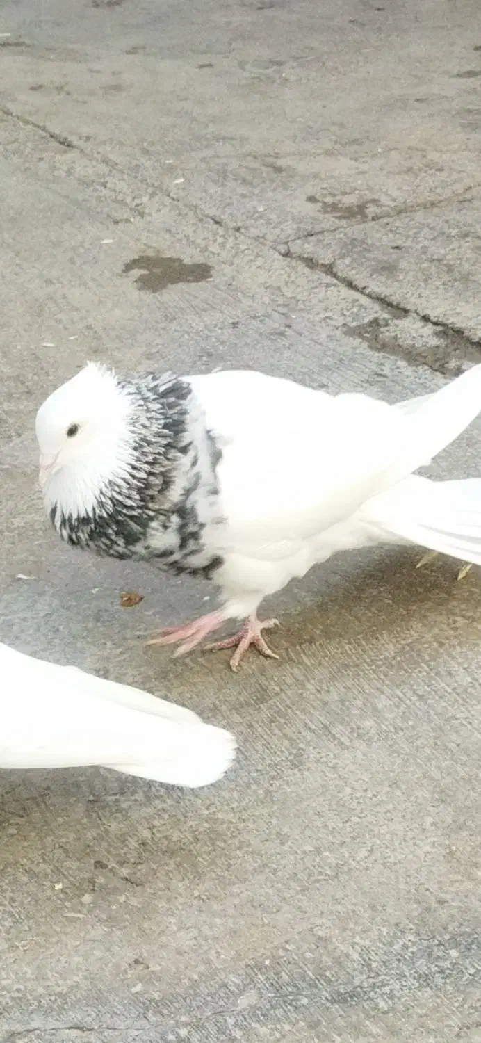 نر الماسی تک وسفیدنر و ماده شکلاتی|پرنده|کوهدشت, |دیوار