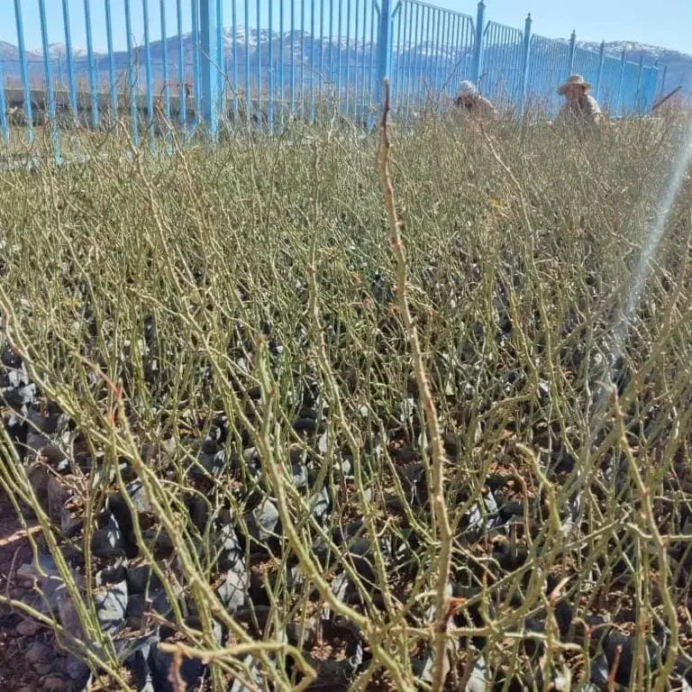 نهال گل محمدی سالم در گلدان پلاستیکی|گل و گیاه طبیعی|شیراز, رکنآباد|دیوار