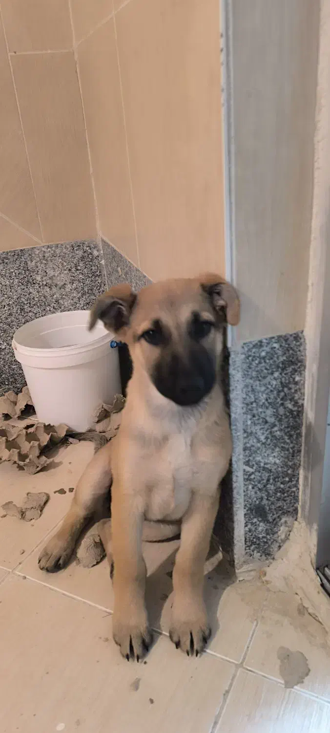 واگذاری سگ ژرمن شپرد|سگ|قم, باجک یک|دیوار