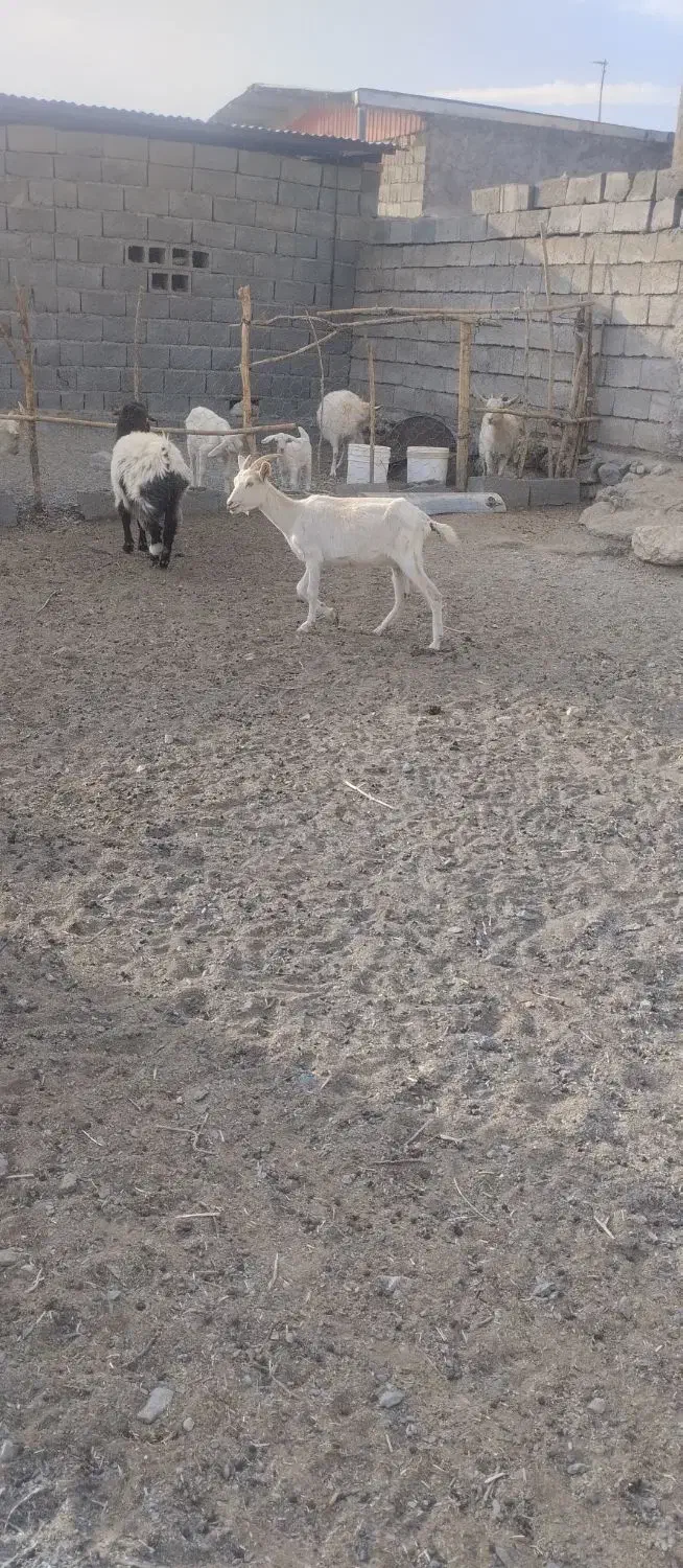 سانن اصل اصل|حیوانات مزرعه|بافت, |دیوار