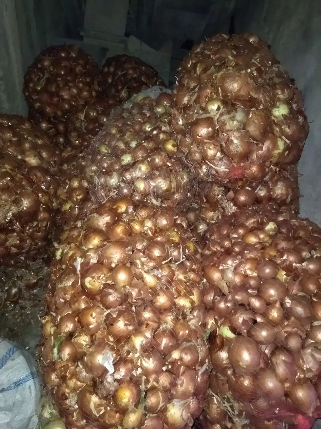 پیاز زرد و سفید|خوردنی و آشامیدنی|شوشتر, |دیوار