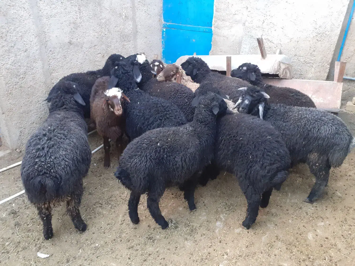 بره بره بره|حیوانات مزرعه|جوادآباد, |دیوار