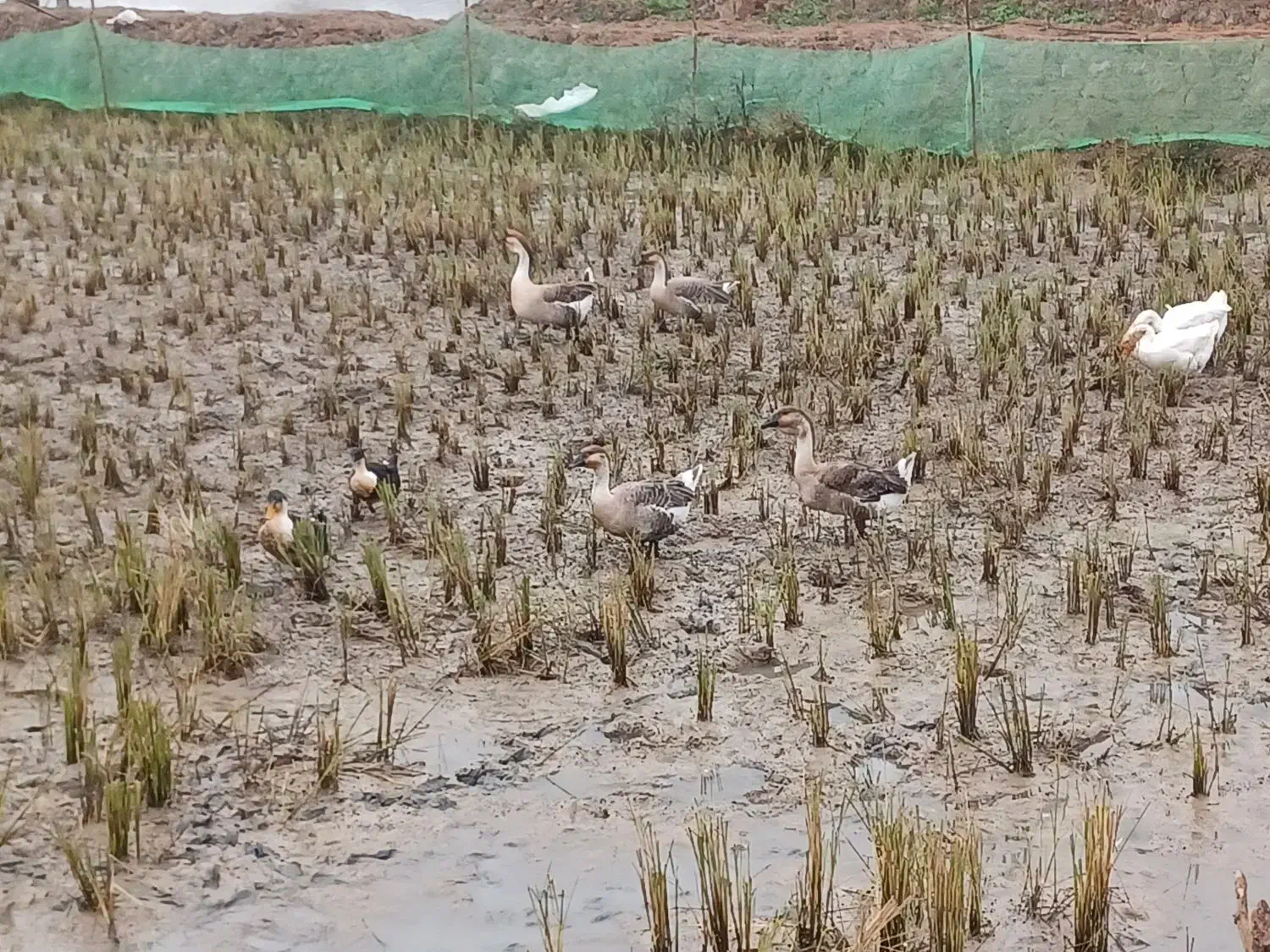 قو غاز اصیل|حیوانات مزرعه|رشت, لاکان|دیوار