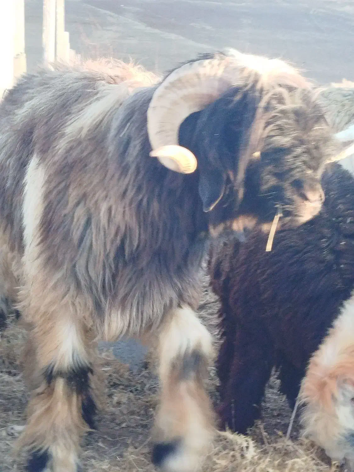 فروش بره قوچ|حیوانات مزرعه|فریدونشهر, |دیوار