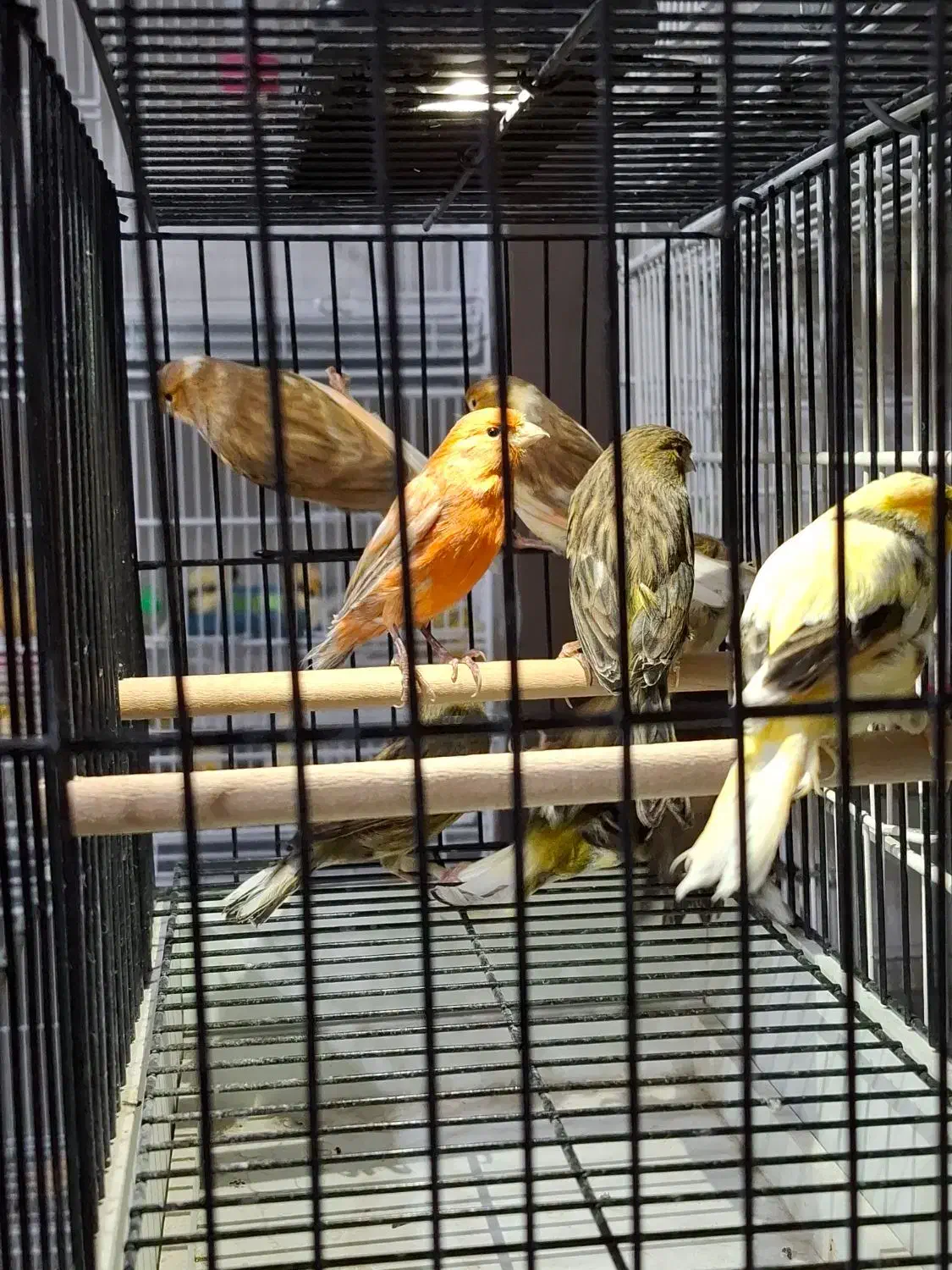 ۱۰ عدد قناری نر اماده|پرنده|مشهد, ایثار|دیوار