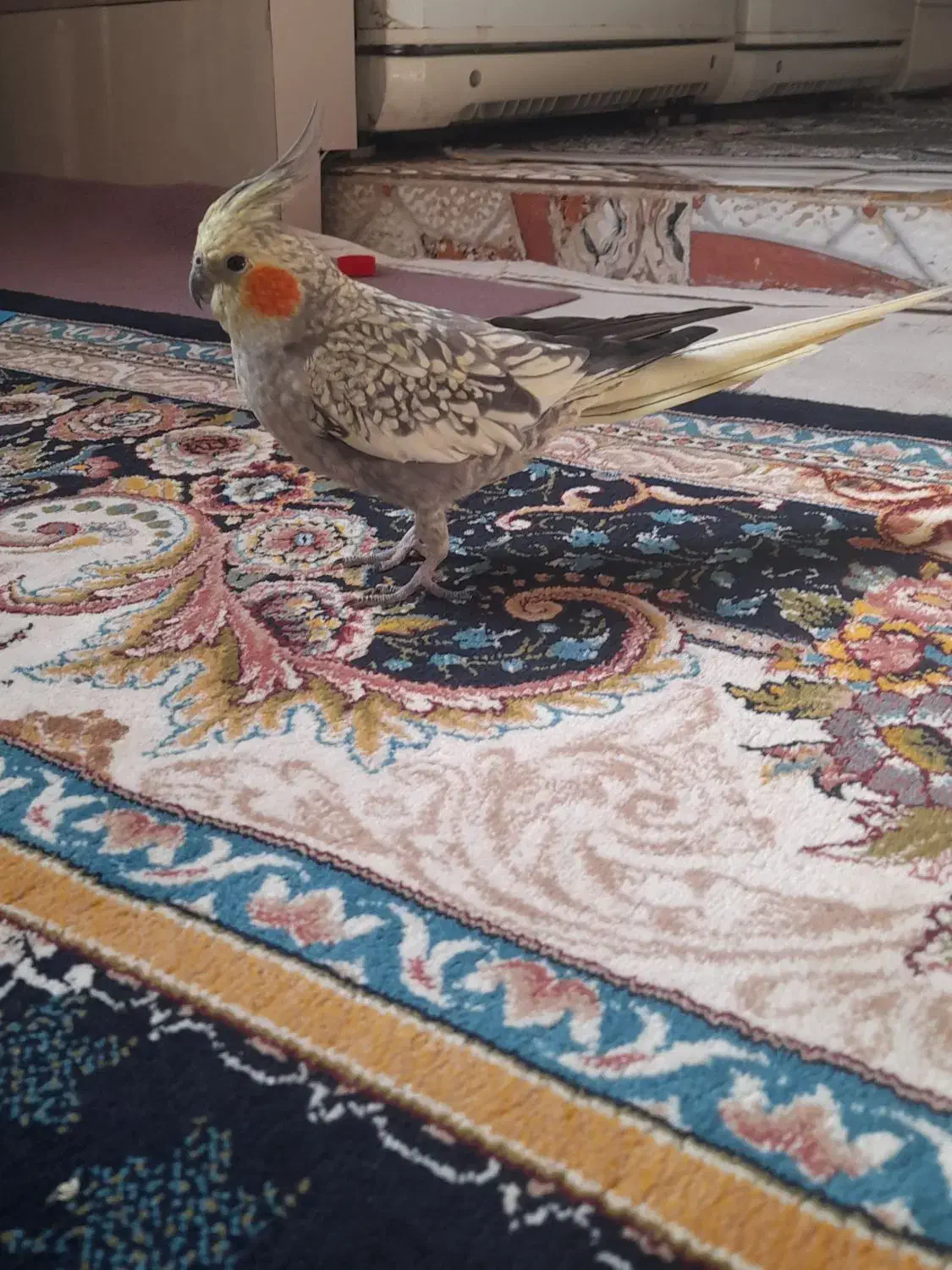 عروس هلندی|پرنده|علیآباد کتول, |دیوار