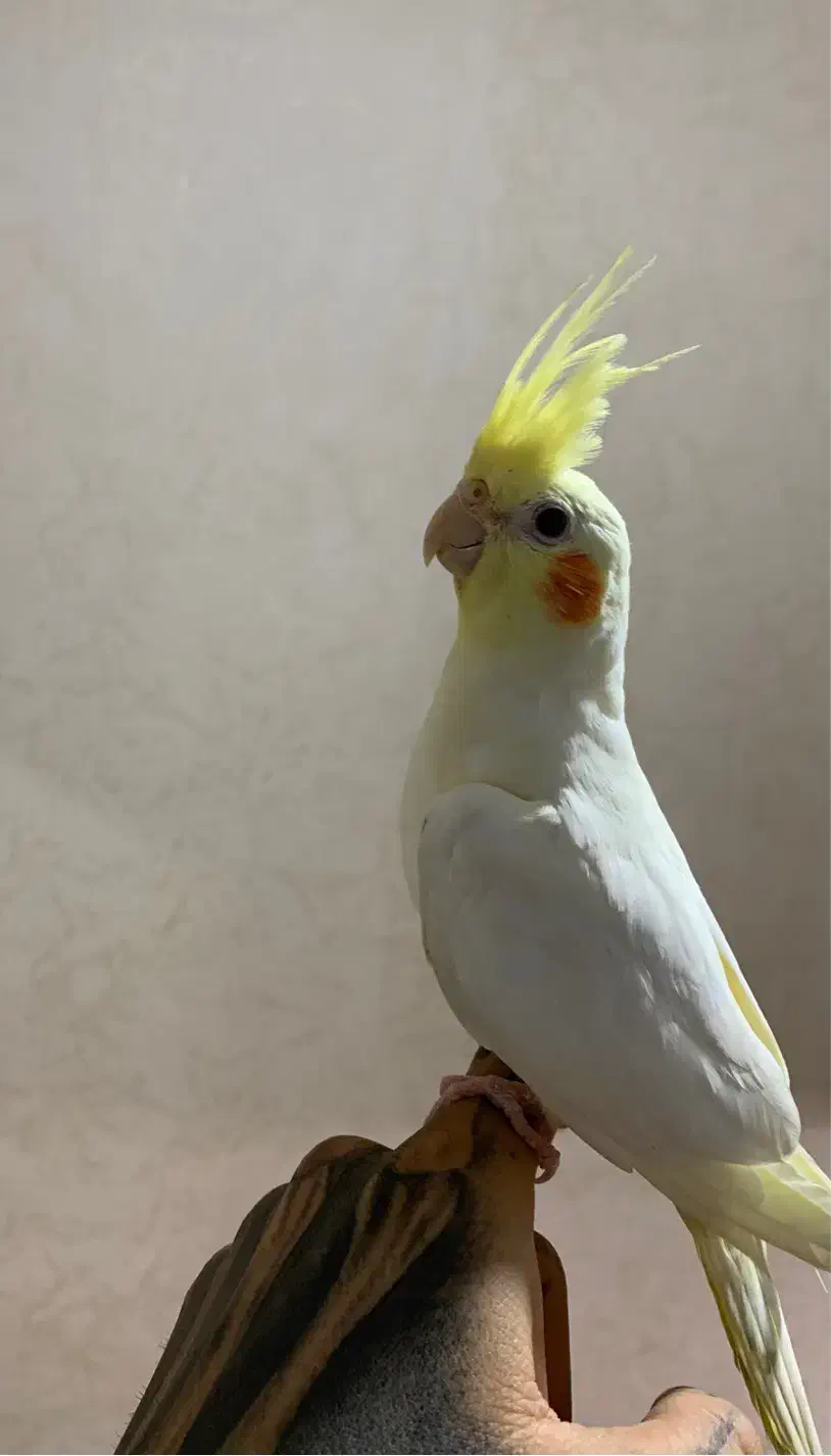 عروس هلندی لوتینو دست اموز|پرنده|رشت, باهنر|دیوار