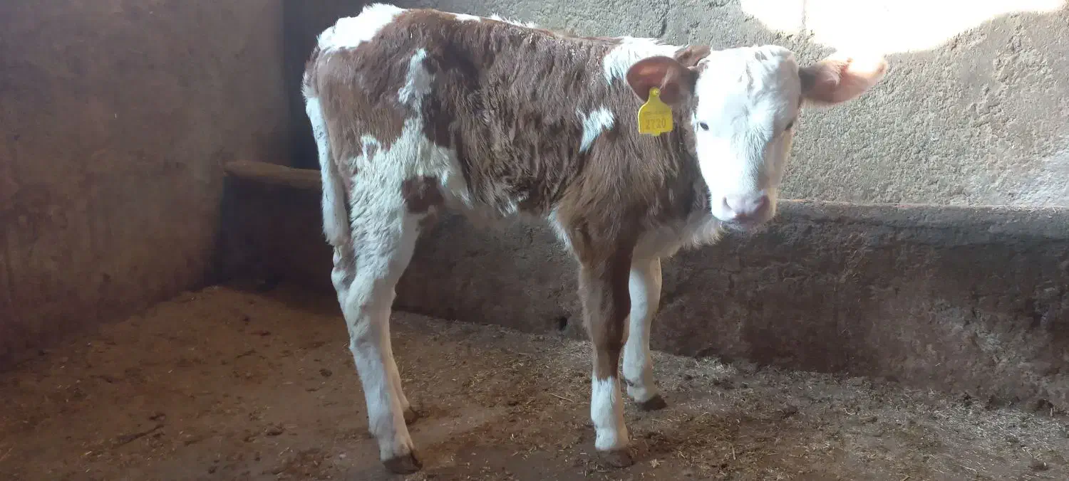 گوساله سمینتال و هلشتاین|حیوانات مزرعه|سرخنکلاته, |دیوار