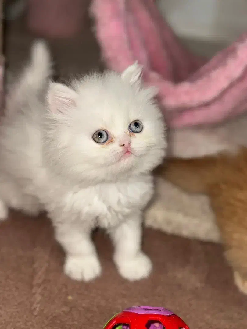 پرشین و اسکاتیش|گربه|شیراز, حافظیه|دیوار